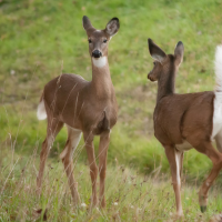 Deer Management